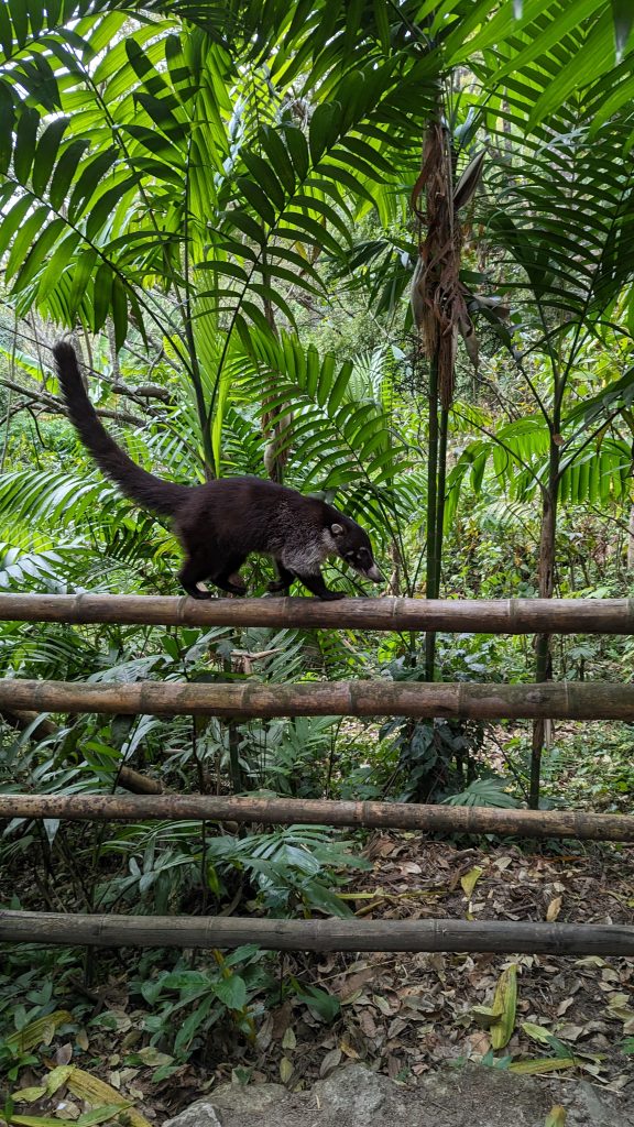 white nosed coati panajachel