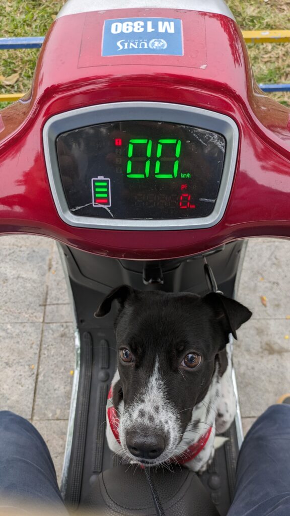 Gus on Scooter