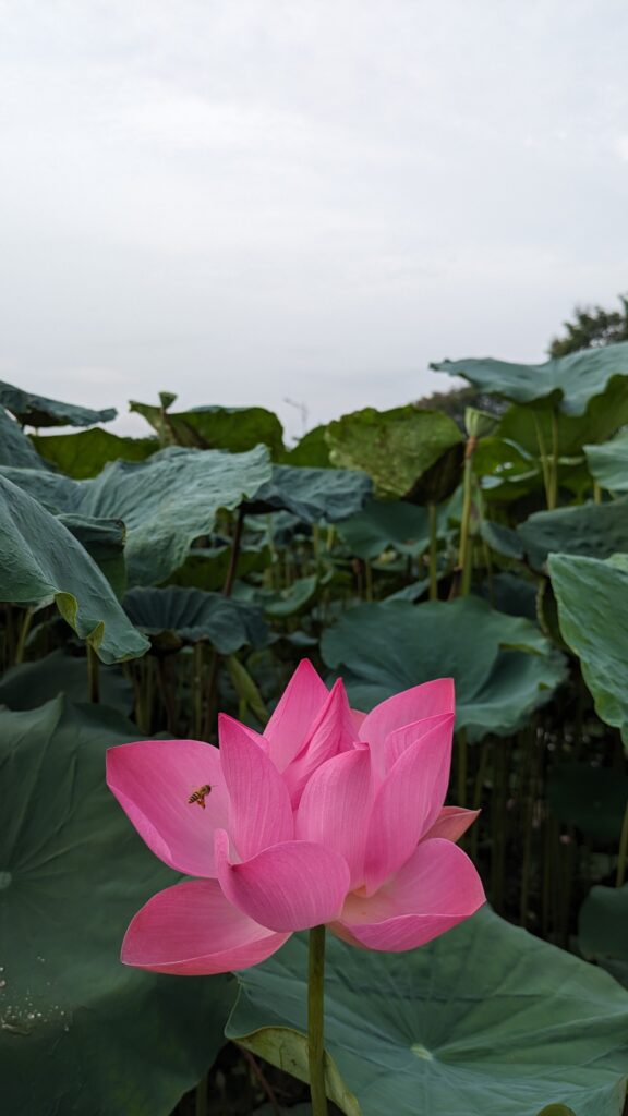 Lotus Flower in a Pond in Hanoi