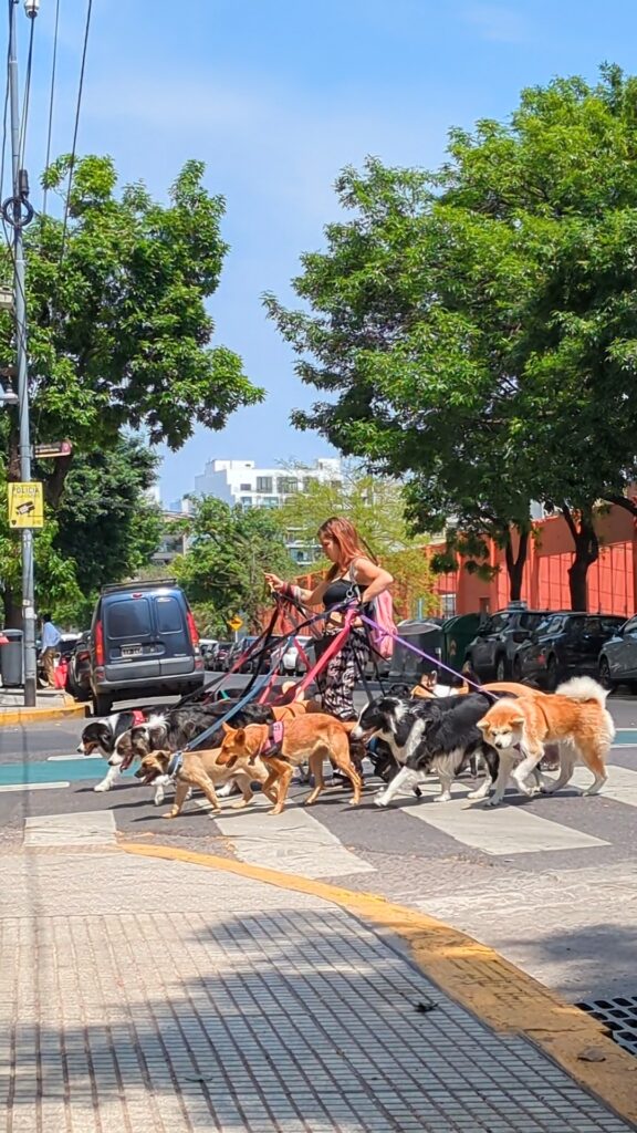 dog walker in buenos aires